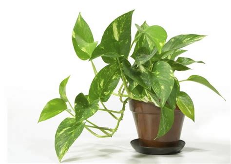 Common House Plants And Their Care