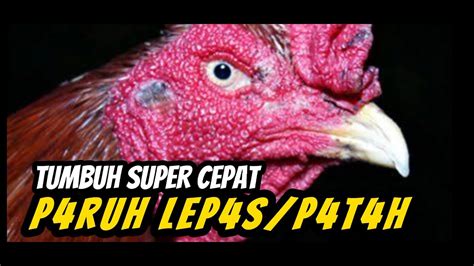 Cara Mengobati And Merawat Paruh Ayam Yang Patah Lepas Retak Pemulihan Super Cepat Youtube