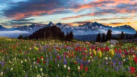 Meadow With Mountain Herbs In Various Colors Pine Trees Mountains