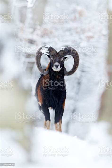 Mouflon Ovis Orientalis Horned Animal In Snow Nature Habitat Closeup