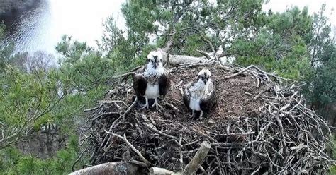 All Set To Welcome Ospreys Back To Perthshire Daily Record
