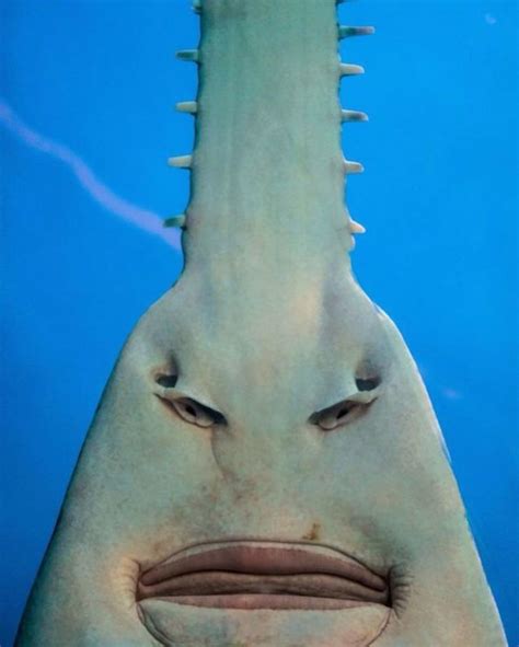 The Underside Of A Sawfish Rpics