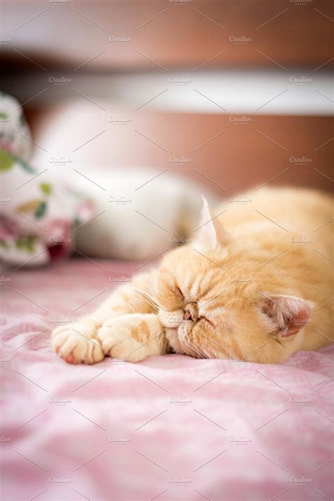 Cute Cat Sleeping On Bed Stock Photo Containing Cat And Animal High