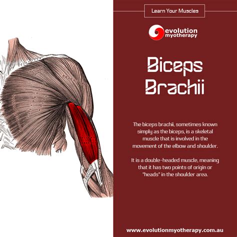 Learn Your Muscles Biceps Brachii