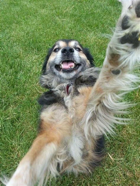 18 Dogs Who Are So Happy To See You Very Cute Dogs Excited Animals
