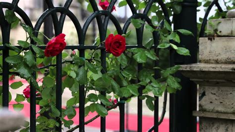 Red Roses Climbing On A Roman Fence Youtube