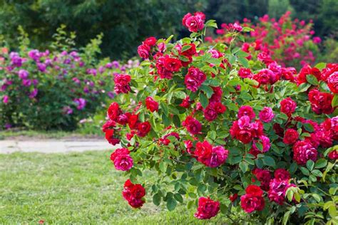 Rose Gardening Tips For Beginners
