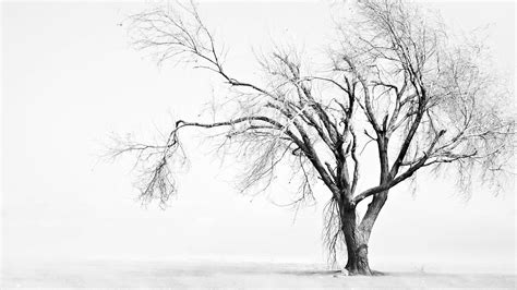 Black And White Trees Wallpaper Hd Desktop Wallpapers