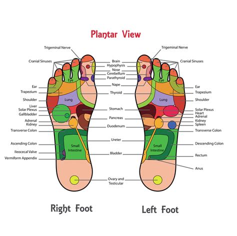 Foot Reflexology Not Just A Foot Massage Foot Reflexology Reflexology Foot Massage