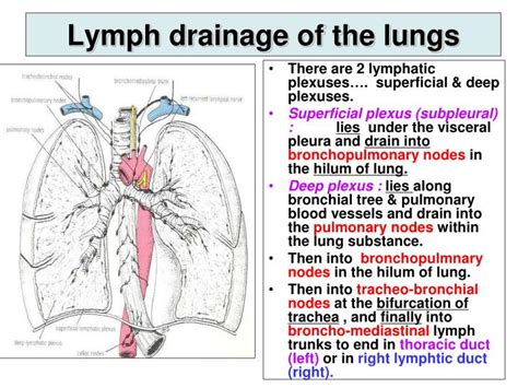 Ppt Pleura And Lung Powerpoint Presentation Id2308086