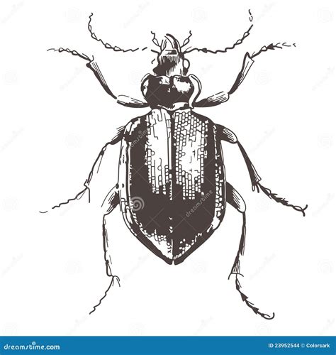 Beetles Vintage Engraved Illustration Stock Vector Illustration Of