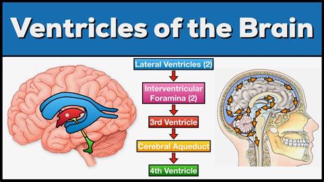 ventricles of the brain anatomy and cerebrospinal fluid csf circulation youtube