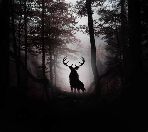 Deer In Forest Wallpapers Top Free Deer In Forest Backgrounds