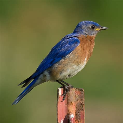 Attract Bluebirds To Your Yard A Birds Delight