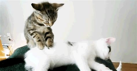 Wtf Is Organ Massage Cat Massage Kittens Cutest Crazy Cats