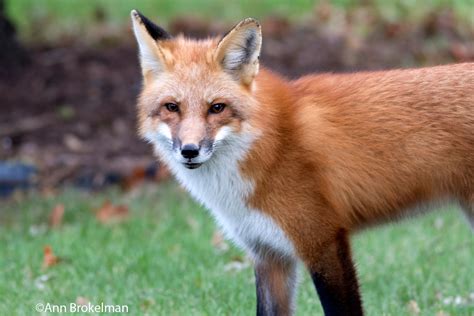 Ann Brokelman Photography Red Fox On The Prowl Dec 2016