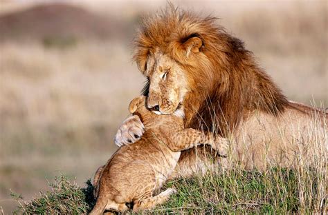 Lion Hugs Its Cub In Adorable Real Life Lion King Mufasa