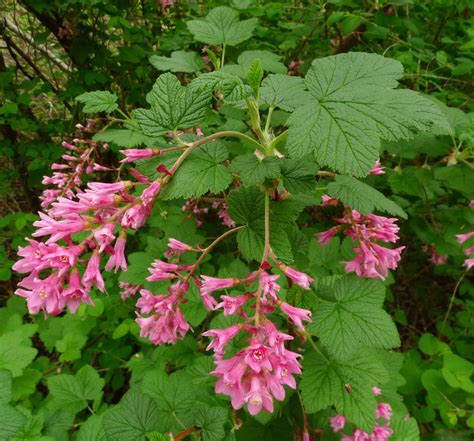 Wild Harvests The News On Red Flowering Currant