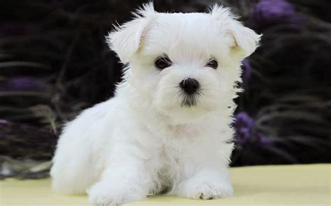 Maltese Puppies Breed Information And Puppies For Sale