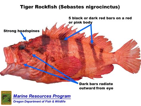 Odfw Finfish Species Rockfish