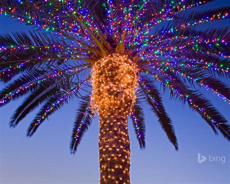 Tropical Tree Lighting Bing Theme Wallpaper Preview