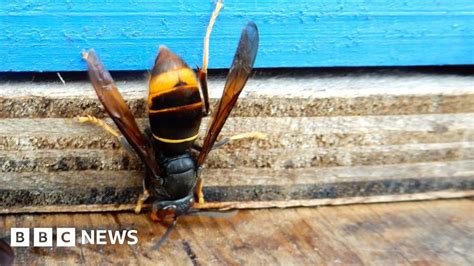 Asian Hornets Being Removed From Alderney Bbc News