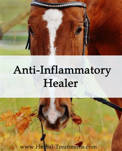 Herbal Anti Inflammatory Healer For Horses Avnayt And Walthams