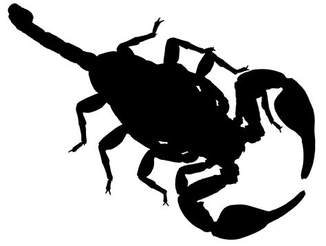 Painted Black Scorpion Free Image Download
