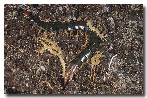 Scolopendrid Centipede Lochman Transparencies