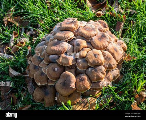 Honey Fungus Armillaria Ostoyae Growing On The Roots Of Chestnut And
