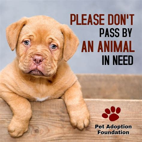 Animal Adoption Campaign Instagram Post Template Pet Adoption