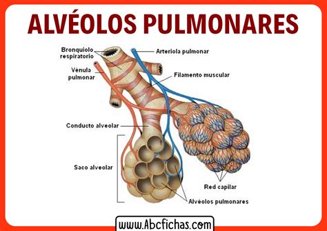 Los Alveolos Pulmonares Abc Fichas