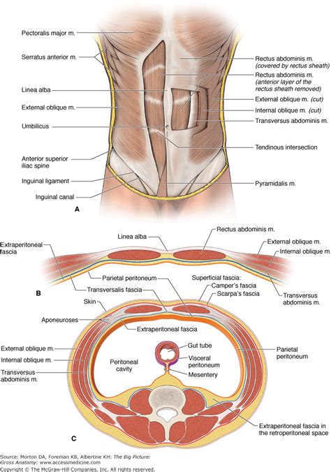 Athletic injuries of the lateral abdominal wall: Image of abdomen fascia | Abdomen, Exercise abdomen, Fit ...