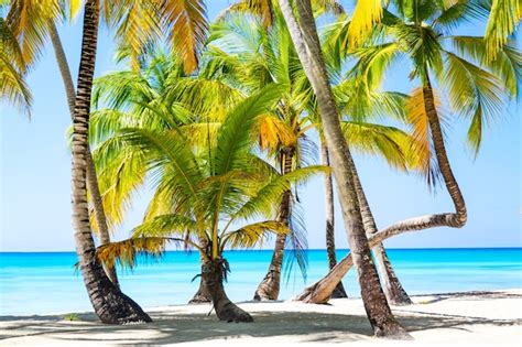 Premium Photo Palm Trees On The Caribbean Tropical Beach