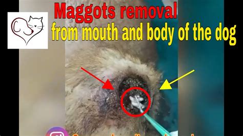 Maggots Removal From Mouth And Body Of The Dog Youtube