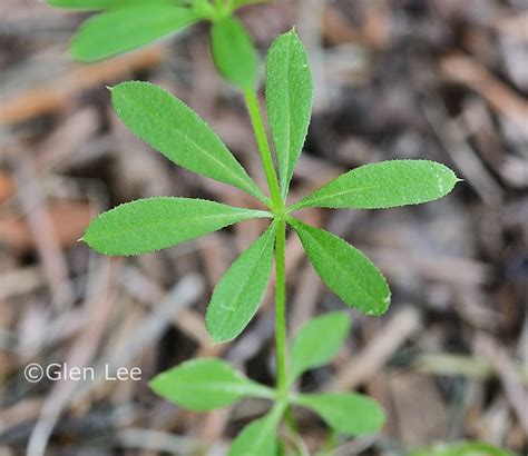 Galium Aparine Photos Saskatchewan Wildflowers