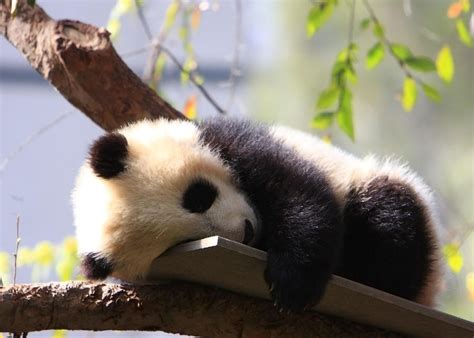 Sleeping Small Panda Cute Animals Baby Panda Ailuropoda Melanoleuca