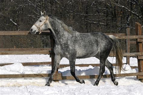 Grey Horse Running Stock Image Image Of Horse Blood 43115695