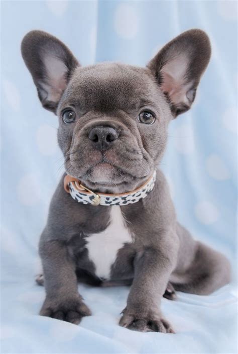 And he is very intelligent, and loves to play fetch. What Are Bully Dog Breeds | French bulldog puppies ...