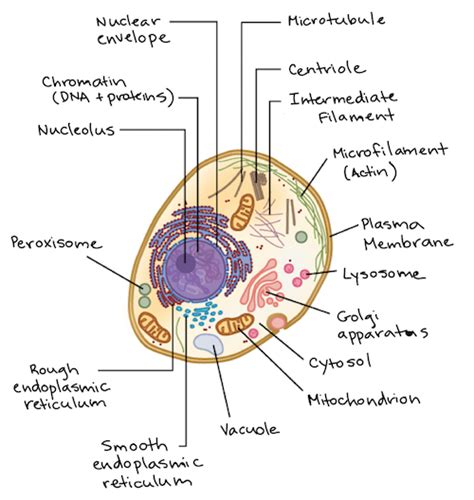 Prokaryotic and eukaryotic cells are the only kinds of cells that exist on earth. Intro to eukaryotic cells | Prokaryotic and eukaryotic ...