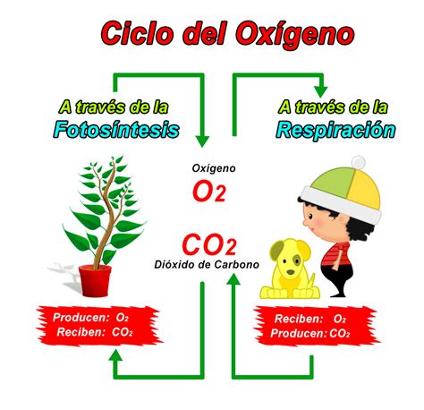 Resumen Del Ciclo Del Oxígeno Etapas E Importancia