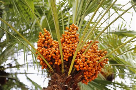 Palm Tree With Bright Orange Fruits Stock Image Image Of Abundance