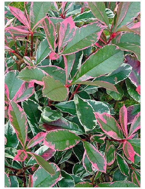 Photinia Fraseri Pink Marble Photinia Pink Marble Arbre