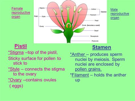 Female reproductive parts the main female reproductive parts are the carpels, which are fused together in most flowers to form a pistil. Reproduction in Flowering Plants - Presentation Biology