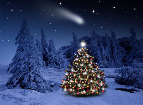 Holiday Christmas Holiday Christmas Tree Light Winter Snow Forest