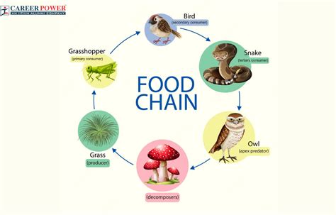Food Chain Definition Types Examples And Diagram