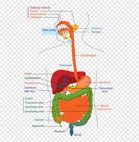 Aparato digestivo humano tracto gastrointestinal diagrama de digestión