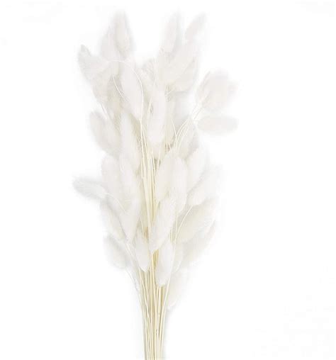 Buy 60 Stems Natural Dried Lagurus Ovatus Flowers Real Bouquet With Rabbit Tail Dried Pampas