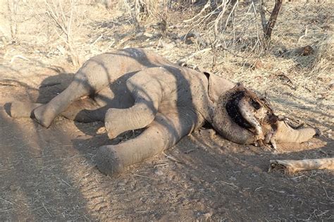 Investigadores Revelan Que Las Decenas De Muertes De Elefantes