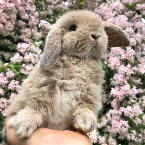 Pet Bunny Cute Babies Bunny Art Bunny Rabbit Cute Bunny Pictures